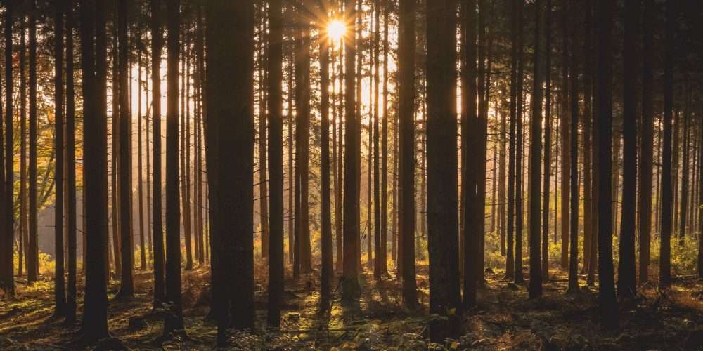 Bosco con dietro la luce bassa del sole