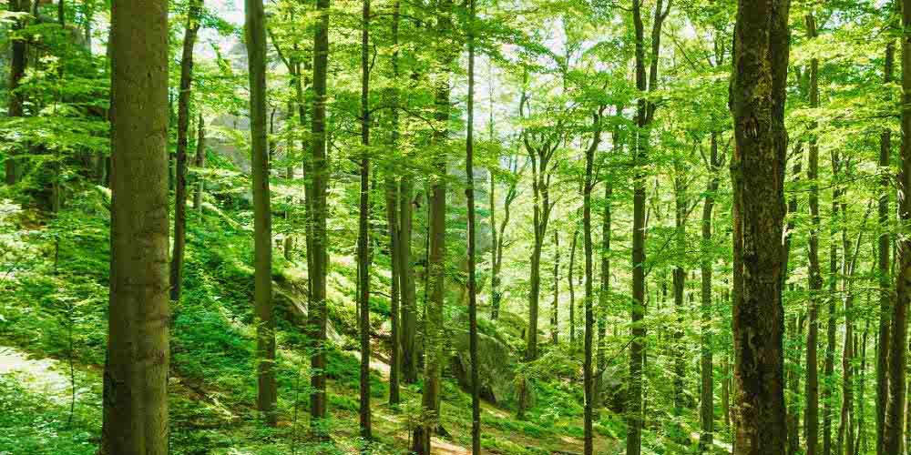 Bosco in una giornata di sole: i progetti di rimboschimento sono uno strumento contro i cambiamenti climatici