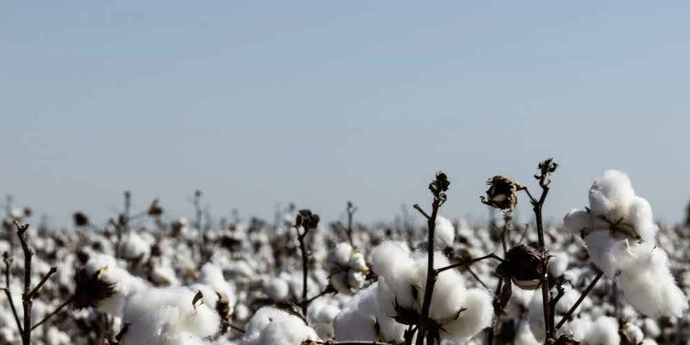 Piante di cotone: dagli scarti di questo materiale si può realizzare plastica biodegradabile