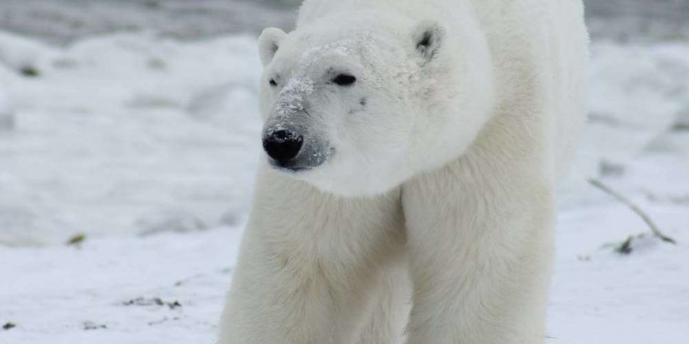 Orso polare sul pack: la loro salvaguardia è fondamentale per la biodiversità