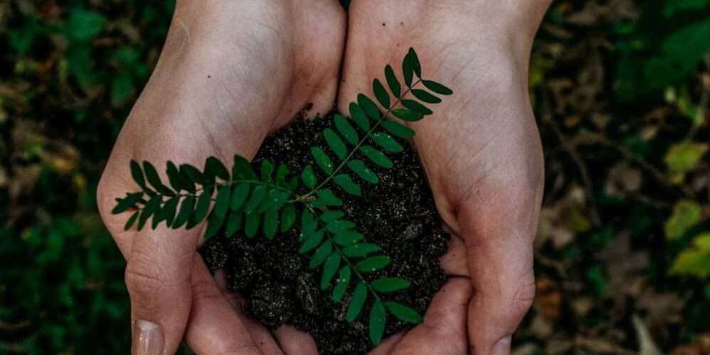 Due mani sostengono una piantina per la Giornata Mondiale della Terra 2020