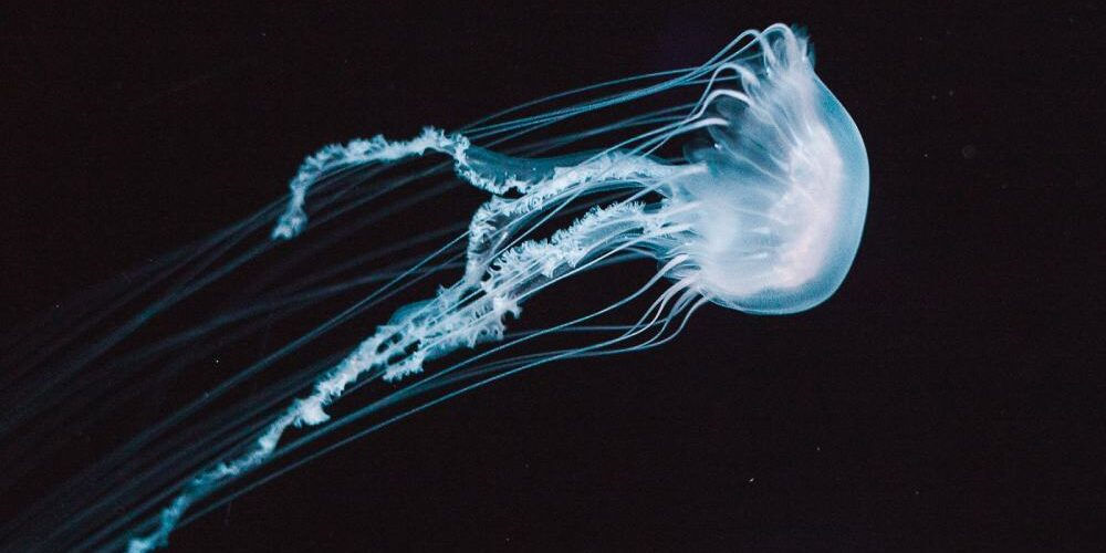 Una medusa su sfondo nero