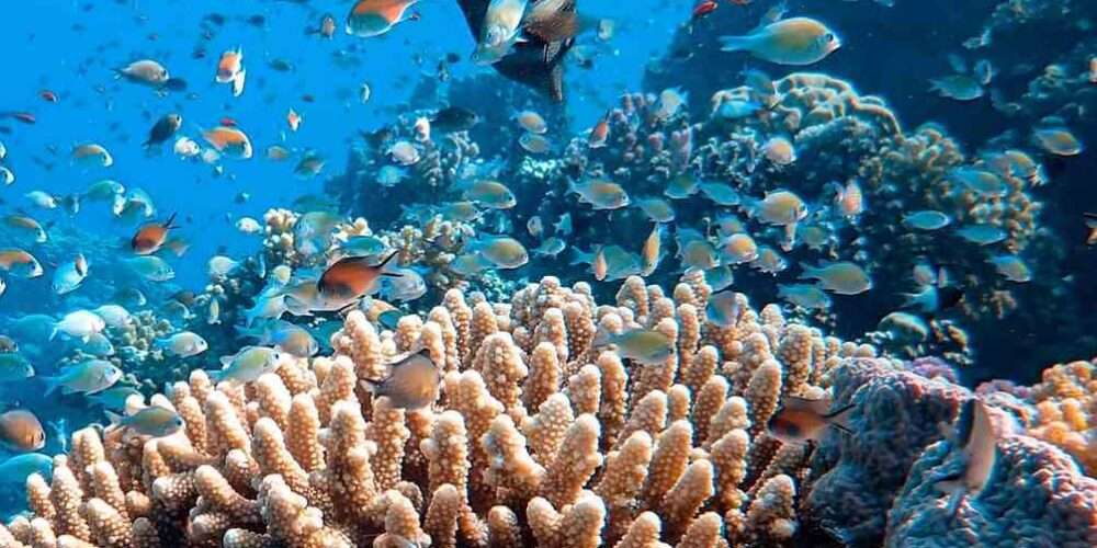 Alcuni coralli resi bianchi dall’inquinamento e dal riscaldamento globale dei mari