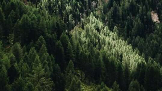 Bosco a Predazzo, area colpita dalla tempesta Vaia e sottoposta a rimboschimento grazie al progetto Boschi E.ON