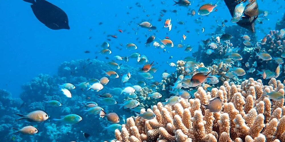 Barriera corallina con numerosi pesci: per il decennio del mare E.ON sostiene il progetto Oceanthon