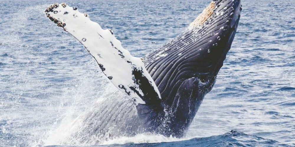 Una balenottera salta sulla superficie del mare: E.ON sostiene progetti per la salvaguardia delle specie marine
