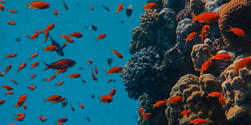 Pesci accanto a rocce e spugne: il Mar Mediterraneo si sta scaldando sempre più