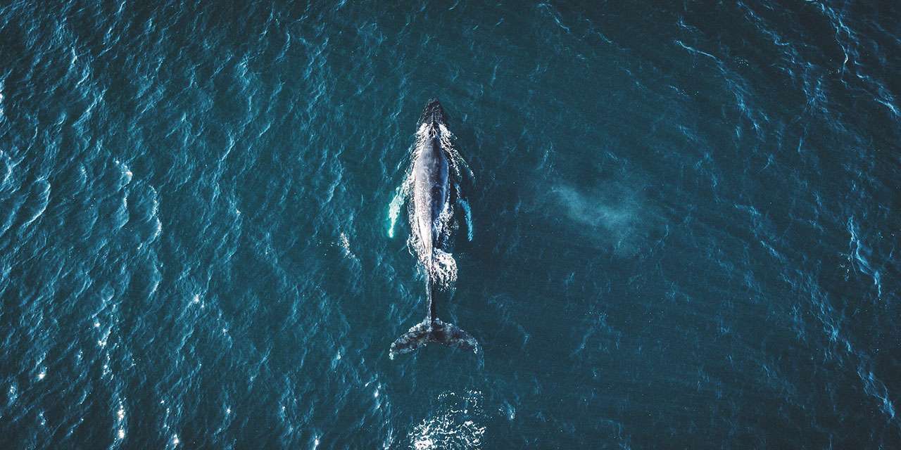 Una balena ripresa dall’alto: la salvaguardia dei mari è centrale nell’impegno di E.ON