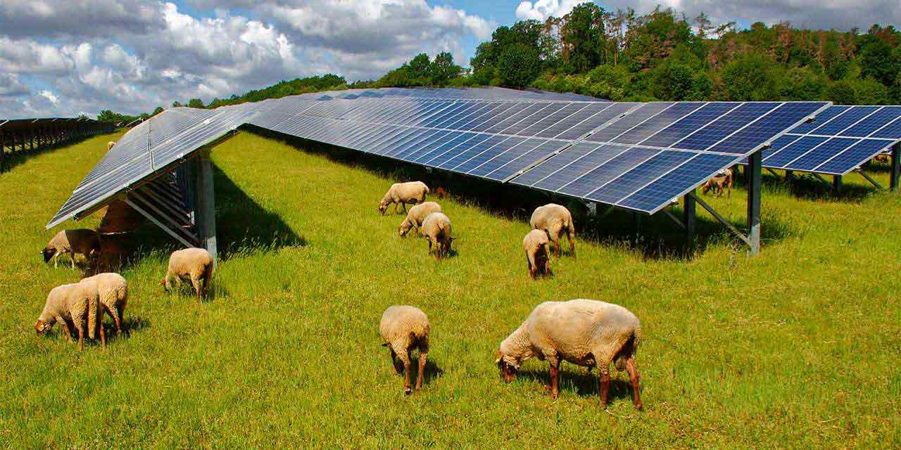 Pecore brucano tra i moduli a terra in un campo fotovoltaico: agricoltura e fotovoltaico sono alleati