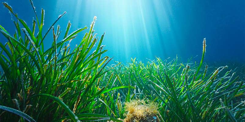 Fondale marino con posidonia oceanica, i cui frutti sono le olive di mare