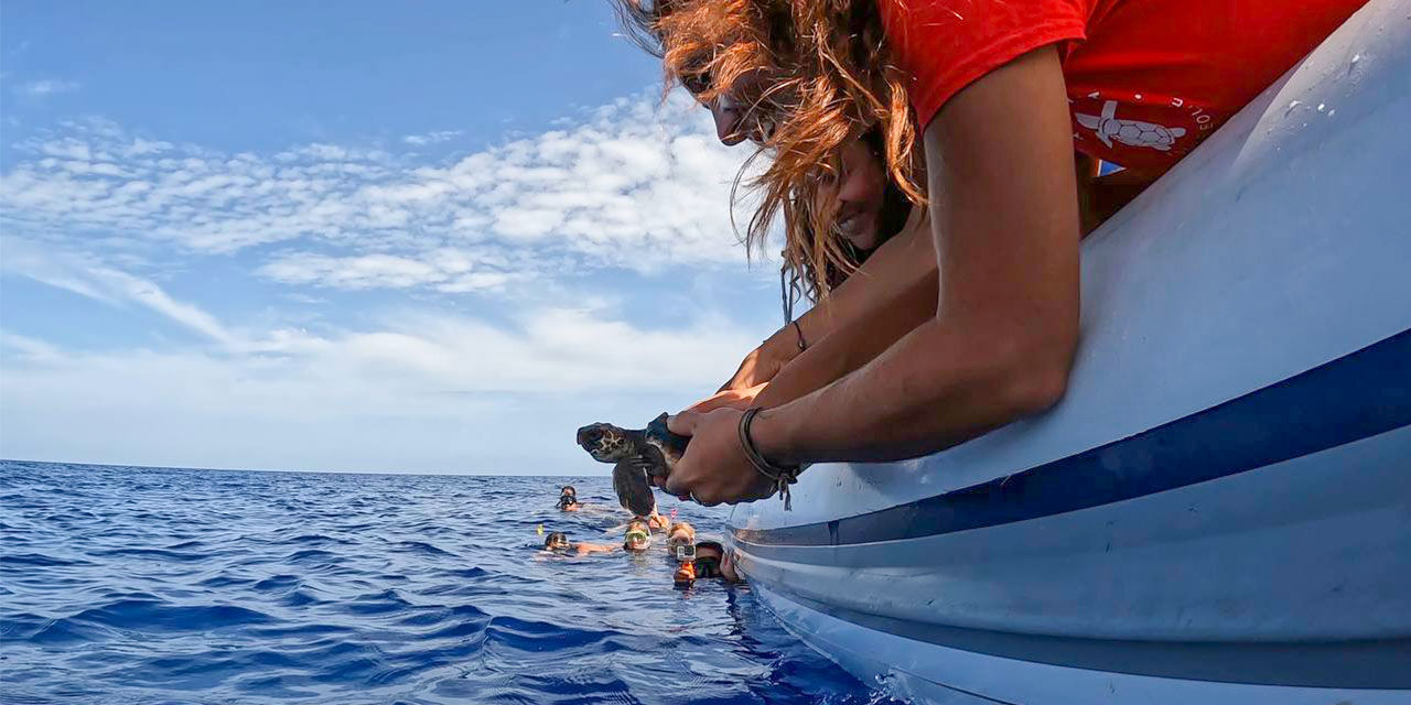 Una piccola tartaruga, simbolo di resistenza e biodiversità, viene liberata nel mare delle Eolie