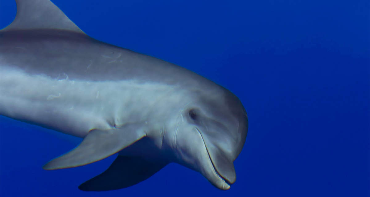 Un delfino nel blu del mare: le aree marine protette italiane sono fondamentali per la biodiversità del Mediterraneo