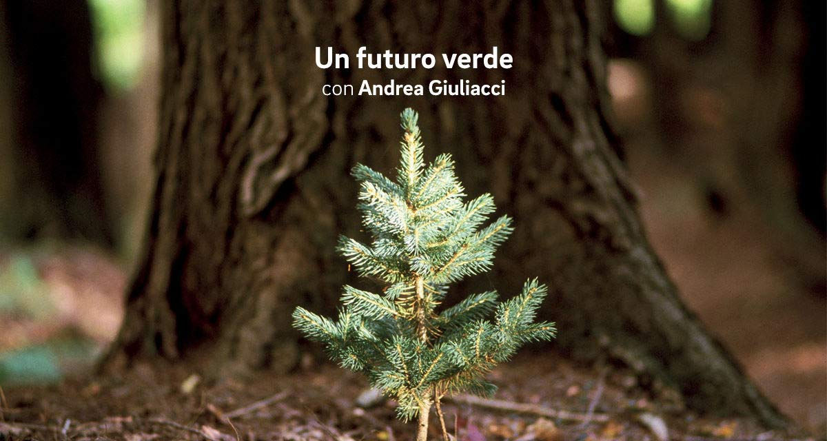 Un piccolo abete cresce dinanzi al tronco di un albero più vecchio in un bosco.