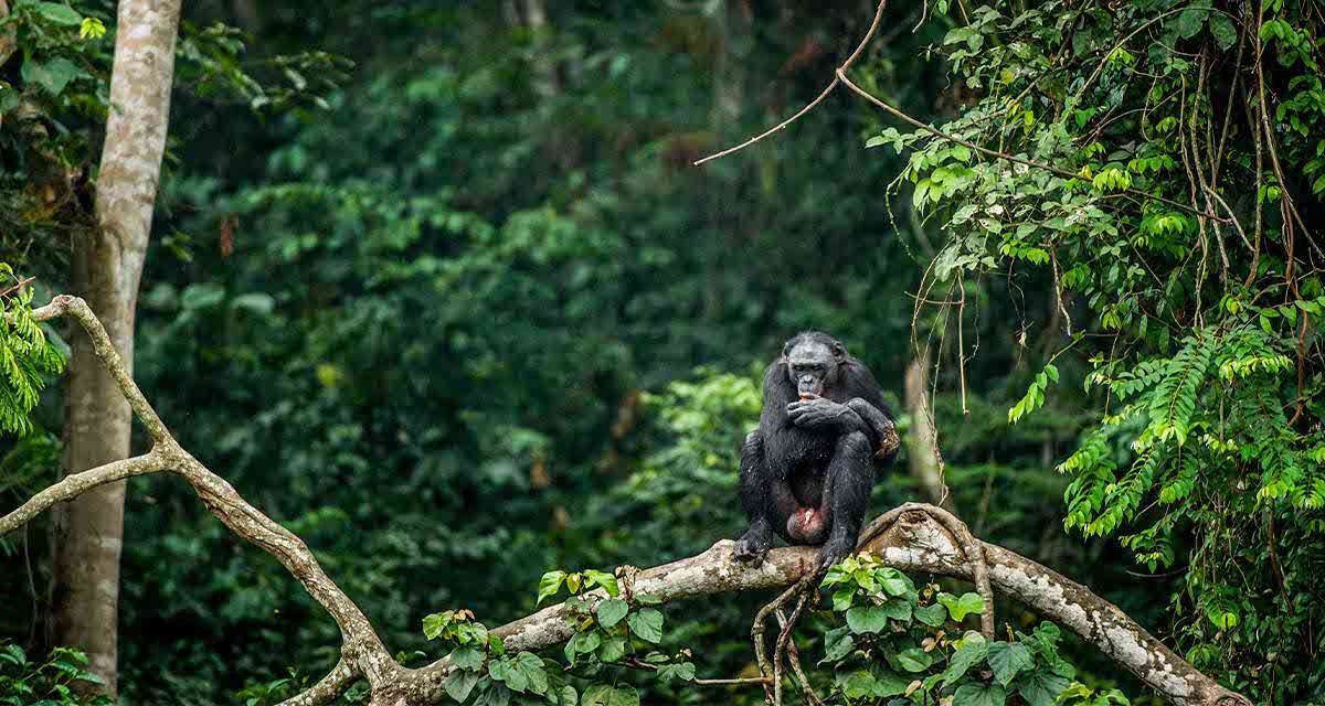 Scimmia su un ramo: la Legge UE contro la deforestazione tutela boschi e foreste