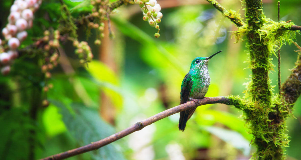 Un uccello su un ramo in una foresta fiorita, esempio di biodiversità